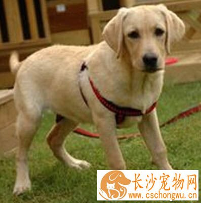 拉布拉多犬怎么养 修正它贪吃的毛病