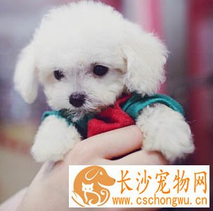 狗狗尿路感染吃什么药 先确定病因再治疗