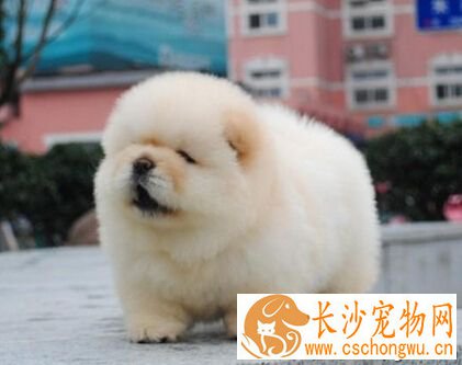  狗狗每天吃多少 吃得太饱造成肠胃疾病
