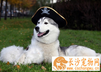 狗身上有皮屑掉毛 先去医院确定病因
