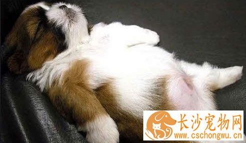 狗狗发烧吃什么药 如不能确认病因请迅速就医