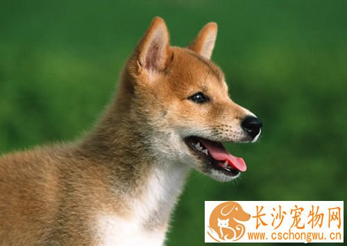 狗狗肠胃不好吃什么好  清楚病因再对症下药