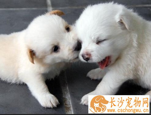 狗身上有螨虫会传染吗 接触病犬后要及时洗手