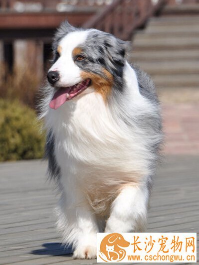澳洲牧羊犬的养护常识 灰尘和异物进入患眼病