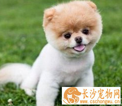 狗狗身上有螨虫的症状 容易因螨虫引发皮肤疾病