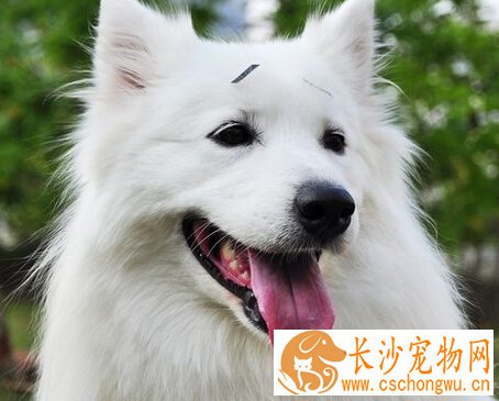 贵宾狗狗身上有红斑 预防发生皮肤过敏疾病