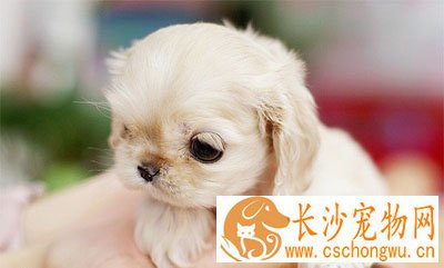 狗身上有红疙瘩怎么办 各种病因引起