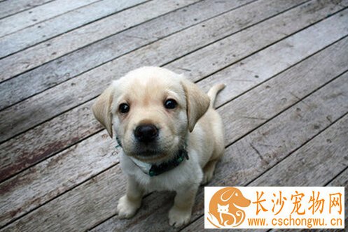 狗狗每天睡多久 爱睡觉不一定是生病哦