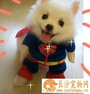 被狗狗抓伤会得狂犬病吗