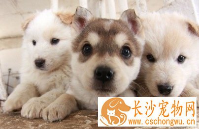 被狗狗抓伤会不会得病  切记马上清洗伤口