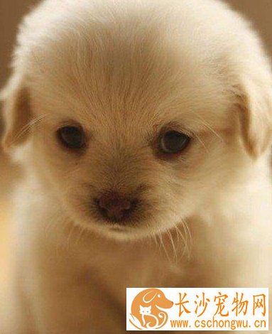 被狗狗抓伤会怎样 感染狂犬病的几率低