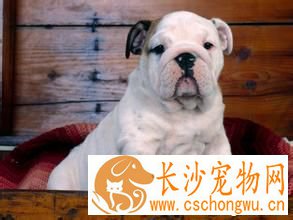 狗狗下痢症状 下痢时的正确饮食观