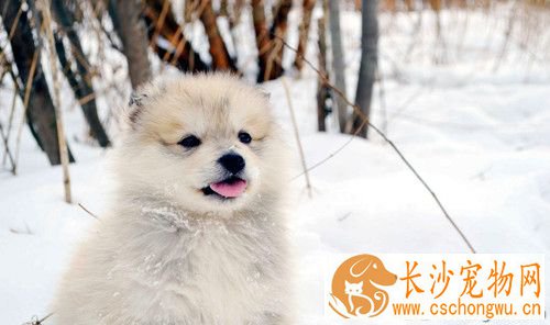 狗狗有绦虫吃什么药 犬绦虫临床症状