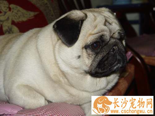 巴哥犬常见病？ 了解症状早预防