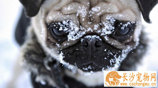 巴哥犬易得病  分析几种常见传染病