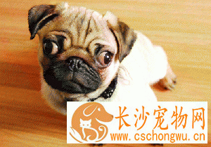 巴哥犬易得什么病?了解更多让你的宠物更健康!