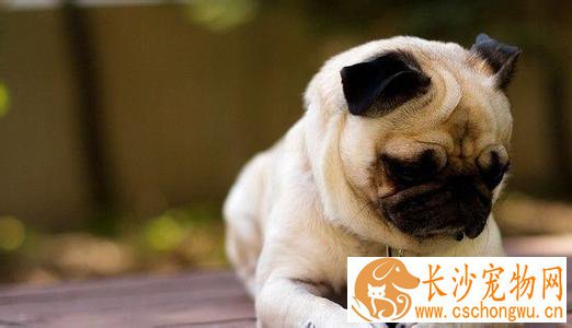 巴哥犬疾病  教大家预防一些常见的皮肤病