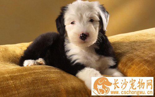 小狗一天没拉屎 属于小毛病不必惊慌