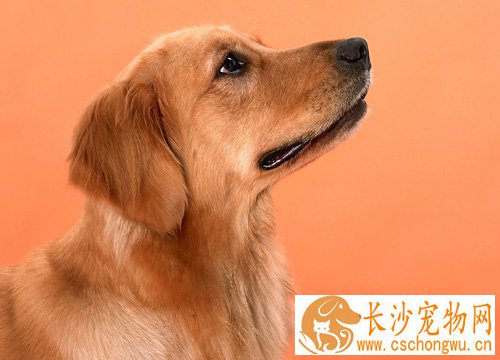 金毛狗身上有细菌吗 皮肤病如何预防