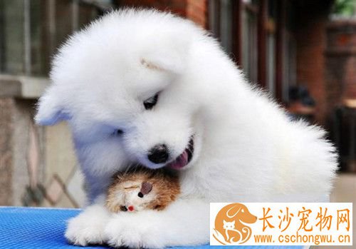 狗狗过敏症状 狗狗过敏性休克临床症状