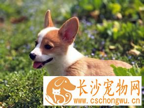 狗狗羊角风怎么办 狗狗癫痫的主要症状
