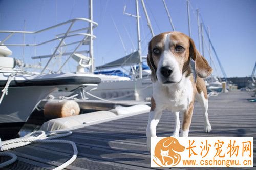 狗狗髋关节发育不良 髋关节发育不全症