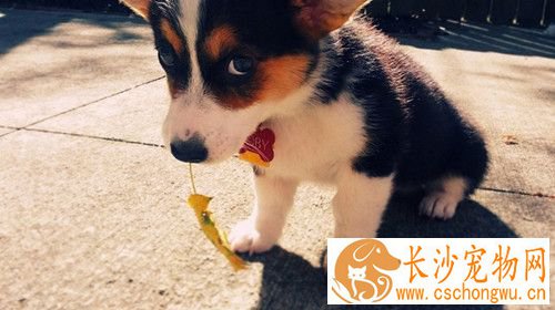 狗狗犬瘟怎么治疗 详解犬瘟症的主要症状