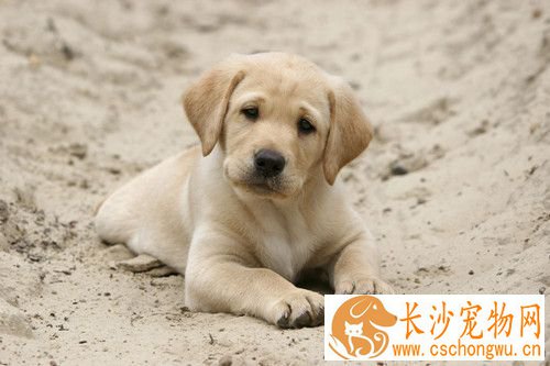 狗狗营养不良的症状 狗狗健康必备营养成分