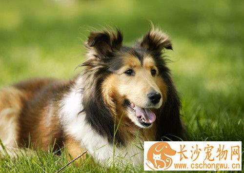 狗狗发情期几个月开始 狗狗发情症状