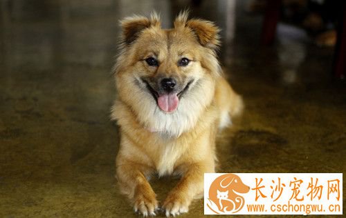 犬蛔虫会传染人吗 犬蛔虫症临床的症状
