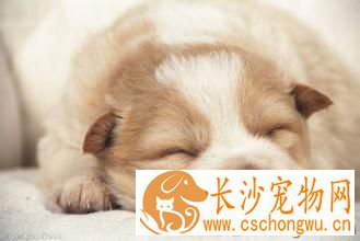 狗狗绦虫怎么治 豆状带绦虫的主要症状