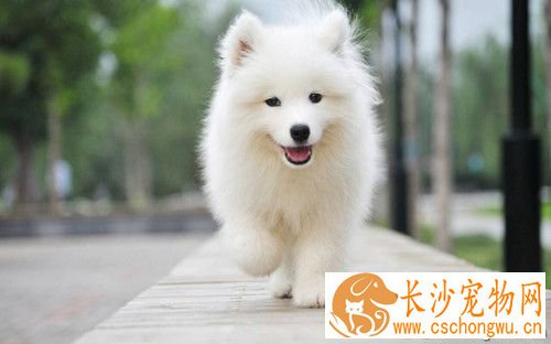 狗狗有低甲状腺素症怎么办 口服甲状腺素