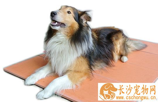 母狗怀孕有什么症状 怀孕诊断的2个方法
