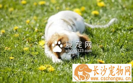 狗会撑死吗 胃扭转的症状和治疗方法