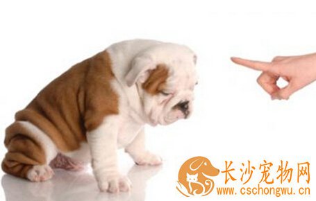 狗狗吃便便怎么办 狗狗食粪症状怎么解决