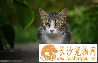 宠物猫不吃食怎么办 找到原因对症下药