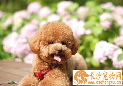 泰迪狗眼睛流泪怎么办 是常见症状之一