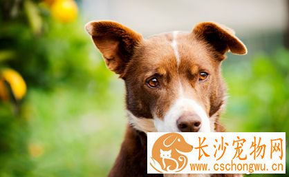 狗狗患有干眼症怎么办 需要带狗狗去医院及时检查