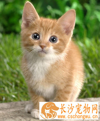 猫流口水怎么办 有可能患“多涎症”
