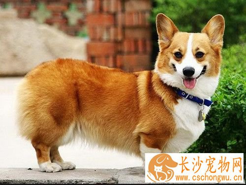 狗狗肠胃道耐受力不佳怎么办 临床症状有哪些