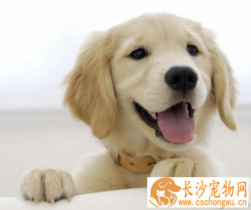 犬瘟症状   狗狗得犬瘟的死亡率是很高的