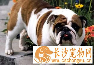 狗狗流涎怎么办 流涎可能引发的各种症状