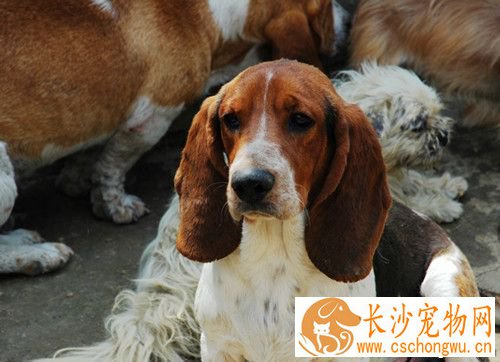 狗狗哮喘是什么症状 主要症状以及治疗方法