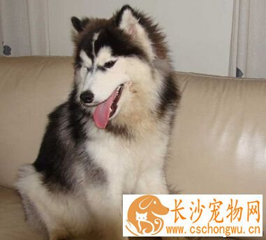 狗瘟中药 爱犬得了狗瘟相当于人的了癌症