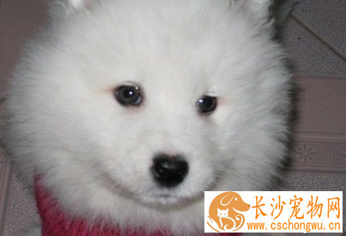 犬瘟热早期 犬瘟热早期的症状