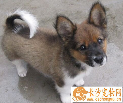 犬瘟热后遗症 临床特征与治疗方法