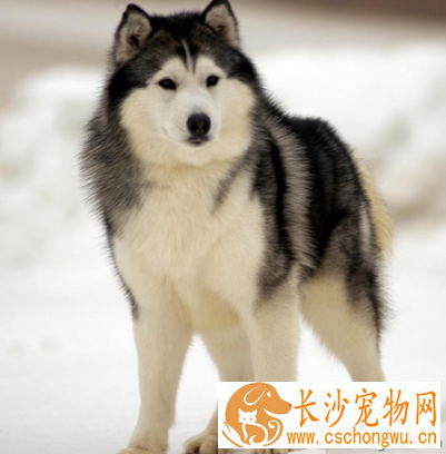 狗狗怀孕有何症状 行为表现比较异常