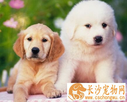  狗狗吃什么拉什么 注意日常饮食对症下药