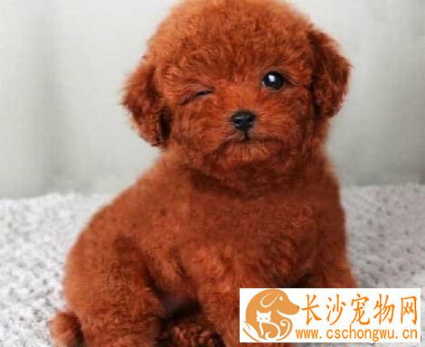 狗身上有哪些寄生虫 了解症状早做治疗