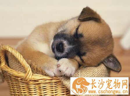 幼犬不吃狗粮怎么办 了解是挑食还是生病